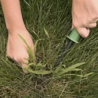 person removing crabgrass
